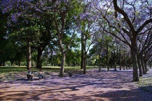 jacarandas